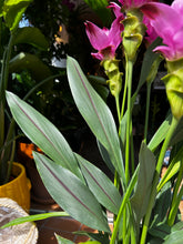 Load image into Gallery viewer, Curcuma alismatifolia Siam Splash / Siam Tulip - *Local Delivery or Local Pick Up Only*