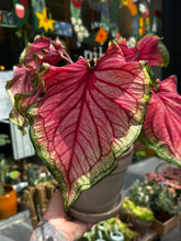 Load image into Gallery viewer, Caladium Rose / Angel Wings