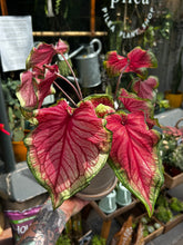 Load image into Gallery viewer, Caladium Rose / Angel Wings