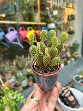Load image into Gallery viewer, Opuntia microdasys Rufida Minor / Blind Prickly Pear