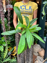 Load image into Gallery viewer, Philodendron campii Lynette / Lynette's Philodendron