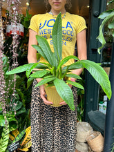 Load image into Gallery viewer, Philodendron campii Lynette / Lynette's Philodendron