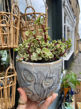 Load image into Gallery viewer, Portulacaria afra Variegata / Elephant Bush