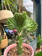 Load image into Gallery viewer, Euphorbia lactea Cristata / Coral Cactus