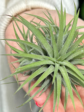 Load image into Gallery viewer, Tillandsia ionantha / Airplant