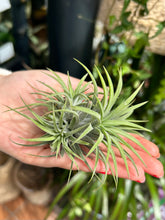 Load image into Gallery viewer, Tillandsia ionantha / Airplant