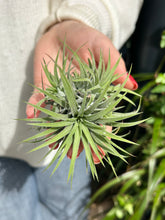 Load image into Gallery viewer, Tillandsia ionantha / Airplant