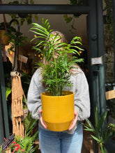 Load image into Gallery viewer, Chamaedorea elegans / Parlour Palm
