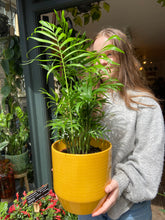 Load image into Gallery viewer, Chamaedorea elegans / Parlour Palm