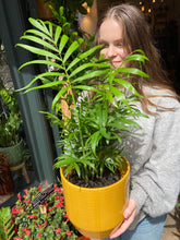 Load image into Gallery viewer, Chamaedorea elegans / Parlour Palm