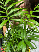 Load image into Gallery viewer, Chamaedorea elegans / Parlour Palm