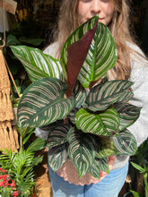 Load image into Gallery viewer, Calathea ornata Sanderiana / Pinstripe Prayer Plant - 14cm Pot