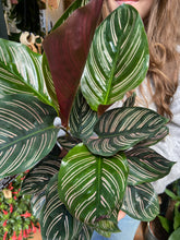 Load image into Gallery viewer, Calathea ornata Sanderiana / Pinstripe Prayer Plant - 14cm Pot