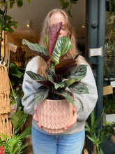 Load image into Gallery viewer, Calathea ornata Sanderiana / Pinstripe Prayer Plant - 14cm Pot