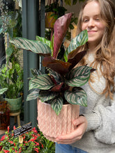 Load image into Gallery viewer, Calathea ornata Sanderiana / Pinstripe Prayer Plant - 14cm Pot