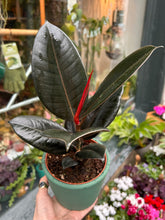 Load image into Gallery viewer, Ficus elastica Abidjan / Rubber Plant