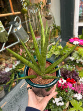 Load image into Gallery viewer, Sansevieria cylindrica Tough Guy / Snake Plant