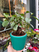 Load image into Gallery viewer, Ficus microcarpa Retusa / Retuse Fig / Chinese Banyan Tree