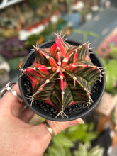 Load image into Gallery viewer, Gymnocalycium mihanovichii Variegata / Oriental Moon Cactus