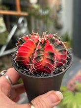Load image into Gallery viewer, Gymnocalycium mihanovichii Variegata / Oriental Moon Cactus