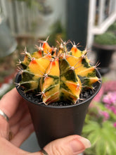 Load image into Gallery viewer, Gymnocalycium mihanovichii Variegata / Oriental Moon Cactus