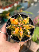 Load image into Gallery viewer, Gymnocalycium mihanovichii Variegata / Oriental Moon Cactus