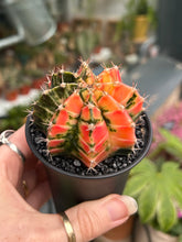 Load image into Gallery viewer, Gymnocalycium mihanovichii Variegata / Oriental Moon Cactus