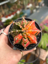 Load image into Gallery viewer, Gymnocalycium mihanovichii Variegata / Oriental Moon Cactus