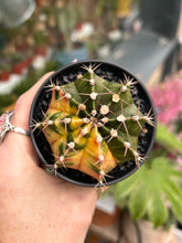Load image into Gallery viewer, Gymnocalycium mihanovichii Variegata / Oriental Moon Cactus