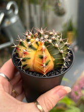 Load image into Gallery viewer, Gymnocalycium mihanovichii Variegata / Oriental Moon Cactus