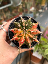 Load image into Gallery viewer, Gymnocalycium mihanovichii Variegata / Oriental Moon Cactus