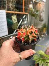 Load image into Gallery viewer, Gymnocalycium mihanovichii Variegata / Oriental Moon Cactus