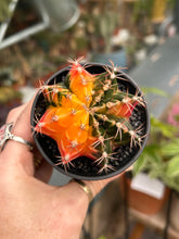 Load image into Gallery viewer, Gymnocalycium mihanovichii Variegata / Oriental Moon Cactus