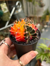 Load image into Gallery viewer, Gymnocalycium mihanovichii Variegata / Oriental Moon Cactus