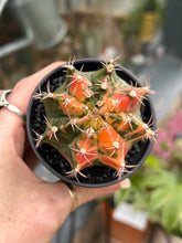 Load image into Gallery viewer, Gymnocalycium mihanovichii Variegata / Oriental Moon Cactus