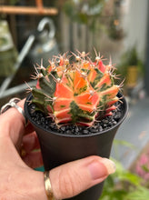 Load image into Gallery viewer, Gymnocalycium mihanovichii Variegata / Oriental Moon Cactus
