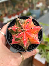 Load image into Gallery viewer, Gymnocalycium mihanovichii Variegata / Oriental Moon Cactus