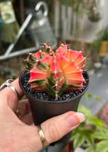Load image into Gallery viewer, Gymnocalycium mihanovichii Variegata / Oriental Moon Cactus