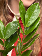 Load image into Gallery viewer, Zamioculcas zamiifolia / ZZ