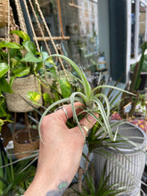 Load image into Gallery viewer, Tillandsia Curly Slim - Airplant