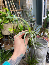 Load image into Gallery viewer, Tillandsia Curly Slim - Airplant