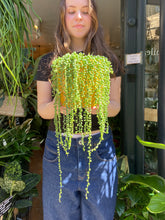 Load image into Gallery viewer, Senecio rowleyanus / String of Pearls - 14cm Pot