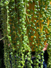 Load image into Gallery viewer, Senecio rowleyanus / String of Pearls - 14cm Pot