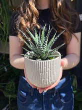 Load image into Gallery viewer, Haworthia Fasciata Big Band / Zebra Plant