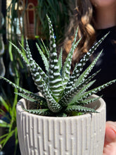 Load image into Gallery viewer, Haworthia Fasciata Big Band / Zebra Plant