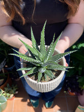 Load image into Gallery viewer, Haworthia Fasciata Big Band / Zebra Plant