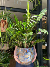 Load image into Gallery viewer, Zamioculcas zamiifolia / ZZ - 27cm Pot - *Local Delivery or Local Pick Up Only*