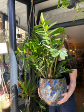 Load image into Gallery viewer, Zamioculcas zamiifolia / ZZ - 27cm Pot - *Local Delivery or Local Pick Up Only*