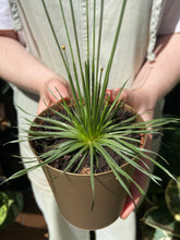 Load image into Gallery viewer, Syngonanthus chrysanthus Mikado / Mikado Plant