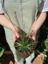 Load image into Gallery viewer, Syngonanthus chrysanthus Mikado / Mikado Plant